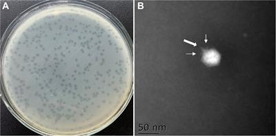 Isolation and Characterization of a Lytic Vibriophage OY1 and Its Biocontrol Effects Against Vibrio spp.